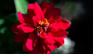 Preview wallpaper zinnia, petals, red, flower, plant, macro