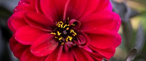 Preview wallpaper zinnia, petals, red, flower, pollen, macro