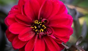 Preview wallpaper zinnia, petals, red, flower, pollen, macro