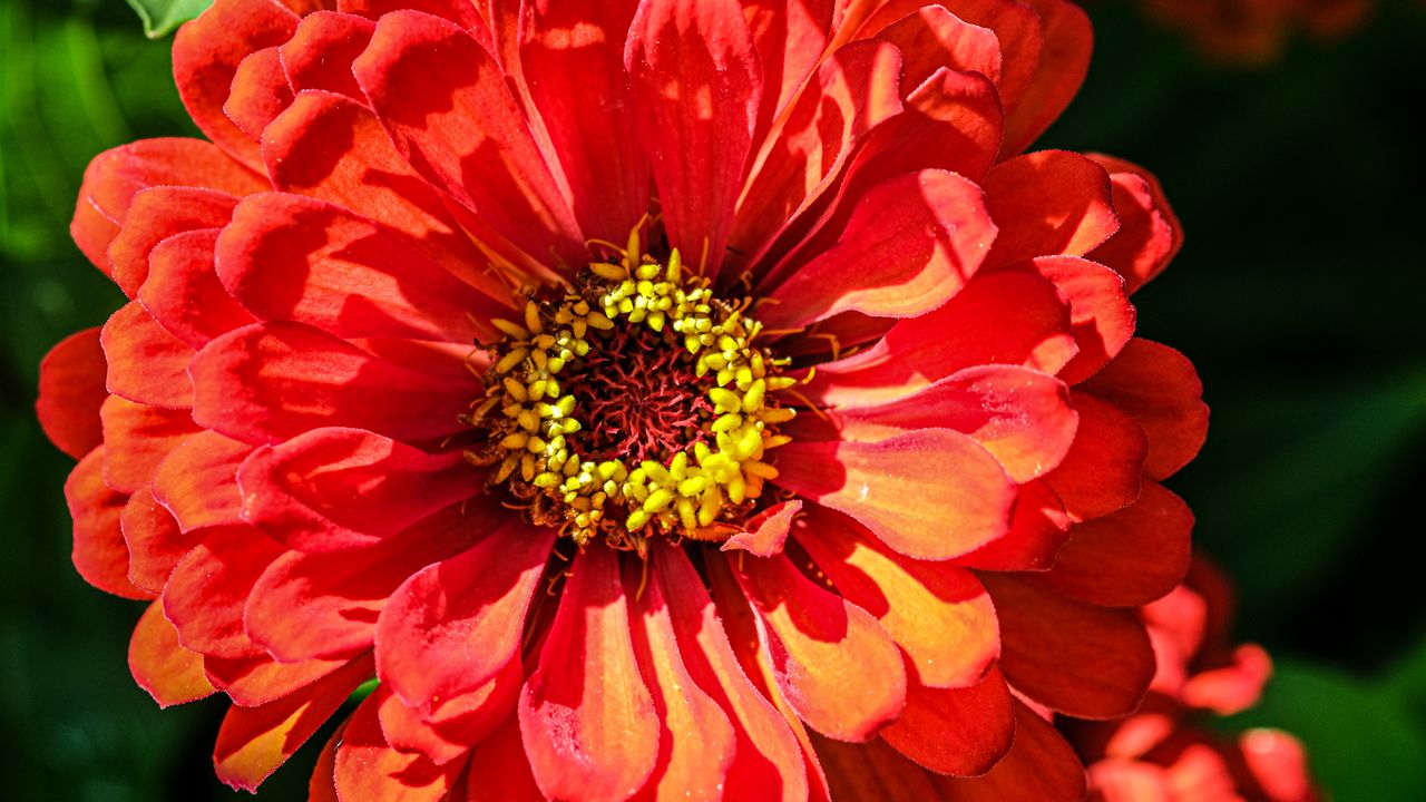 Wallpaper zinnia, petals, red, flower, pollen, macro, shadows