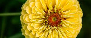 Preview wallpaper zinnia, petals, yellow, flower, plant, macro