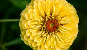 Preview wallpaper zinnia, petals, yellow, flower, plant, macro