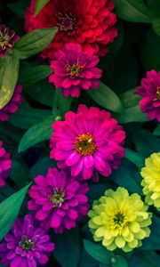 Preview wallpaper zinnias, flowerbed, flowers, bright