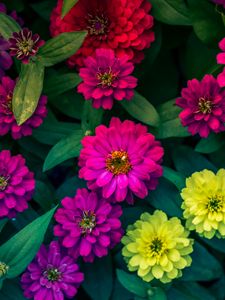 Preview wallpaper zinnias, flowerbed, flowers, bright