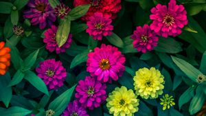 Preview wallpaper zinnias, flowerbed, flowers, bright