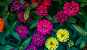 Preview wallpaper zinnias, flowerbed, flowers, bright