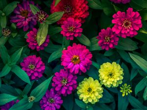 Preview wallpaper zinnias, flowerbed, flowers, bright