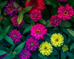 Preview wallpaper zinnias, flowerbed, flowers, bright