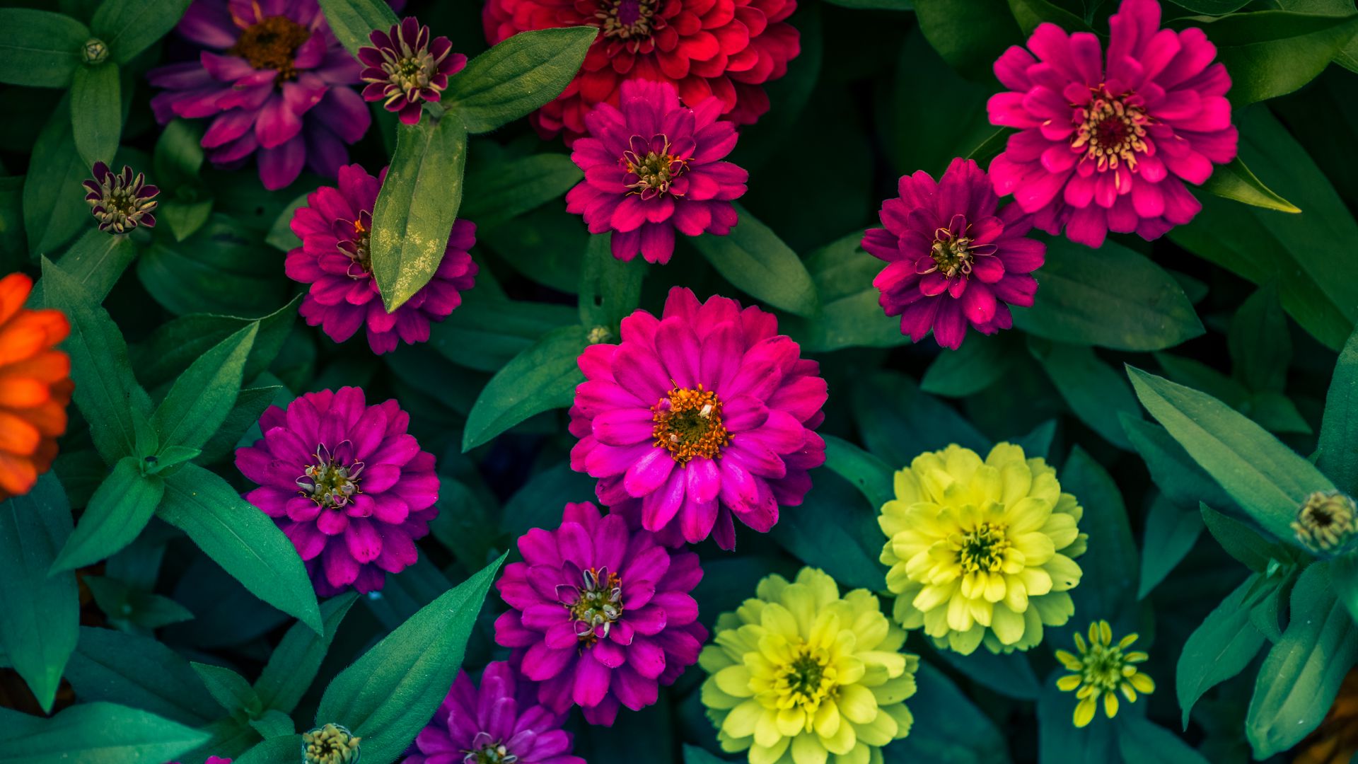 Download wallpaper 1920x1080 zinnias, flowerbed, flowers, bright full