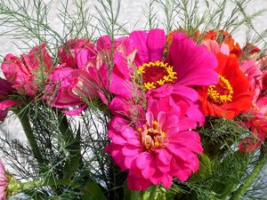 Preview wallpaper zinnias, flowers, bouquet, close-up