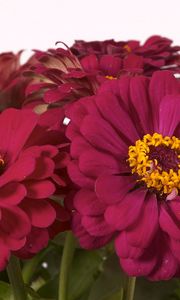 Preview wallpaper zinnias, flowers, bouquet, close-up