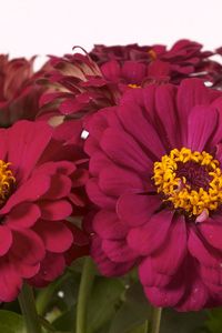 Preview wallpaper zinnias, flowers, bouquet, close-up