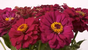 Preview wallpaper zinnias, flowers, bouquet, close-up