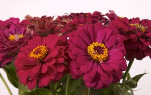 Preview wallpaper zinnias, flowers, bouquet, close-up