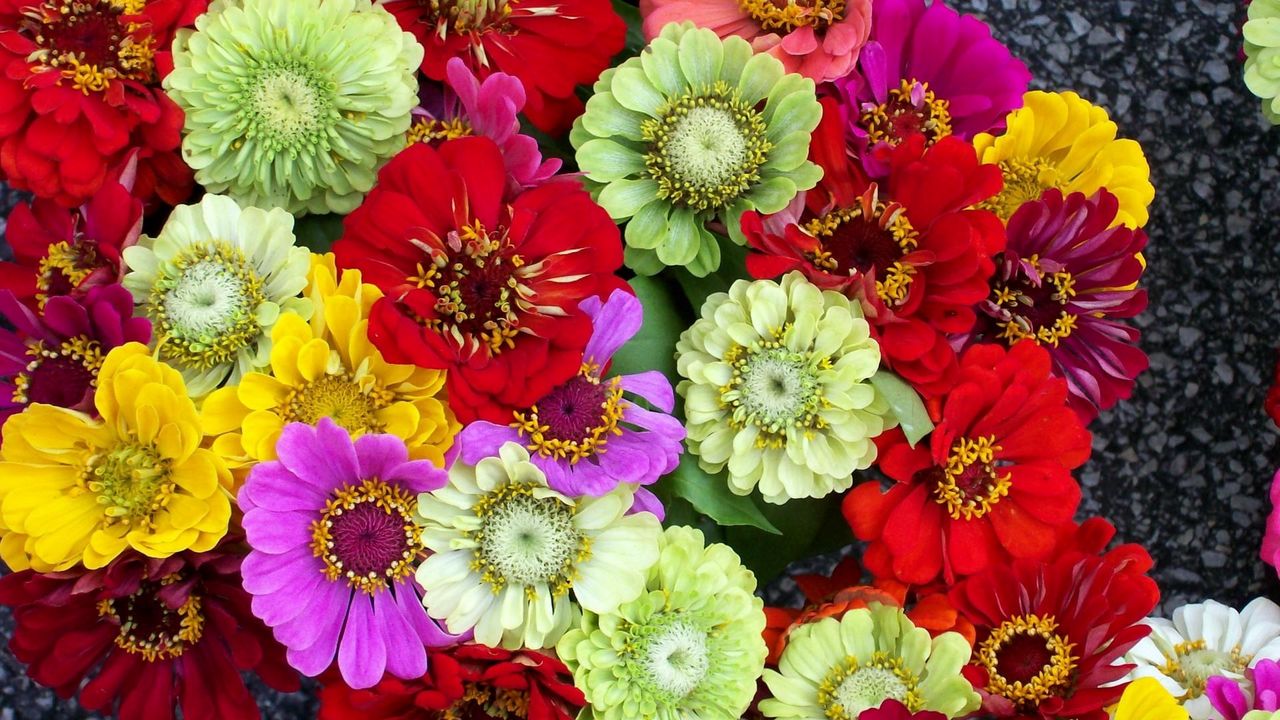 Wallpaper zinnias, flowers, bright, different, colorful