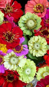 Preview wallpaper zinnias, flowers, bright, different, colorful