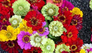 Preview wallpaper zinnias, flowers, bright, different, colorful