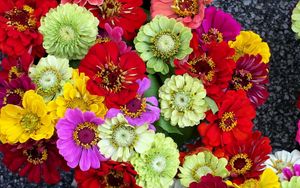 Preview wallpaper zinnias, flowers, bright, different, colorful