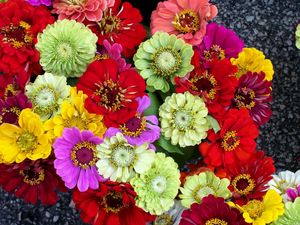 Preview wallpaper zinnias, flowers, bright, different, colorful