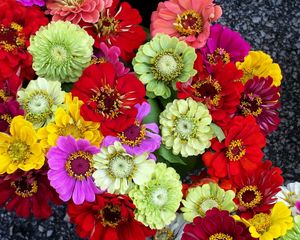 Preview wallpaper zinnias, flowers, bright, different, colorful