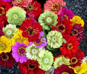 Preview wallpaper zinnias, flowers, bright, different, colorful