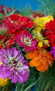 Preview wallpaper zinnias, flowers, bright, colorful, flower