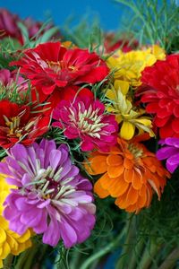 Preview wallpaper zinnias, flowers, bright, colorful, flower