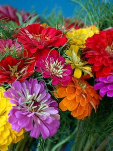Preview wallpaper zinnias, flowers, bright, colorful, flower