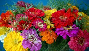 Preview wallpaper zinnias, flowers, bright, colorful, flower