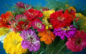 Preview wallpaper zinnias, flowers, bright, colorful, flower