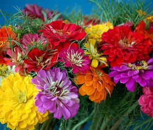 Preview wallpaper zinnias, flowers, bright, colorful, flower