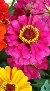 Preview wallpaper zinnias, flowers, bright, close-up