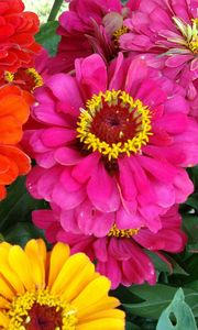 Preview wallpaper zinnias, flowers, bright, close-up