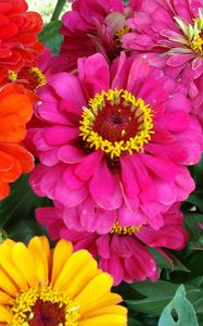 Preview wallpaper zinnias, flowers, bright, close-up