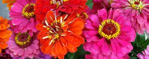 Preview wallpaper zinnias, flowers, bright, close-up