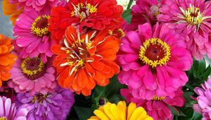 Preview wallpaper zinnias, flowers, bright, close-up