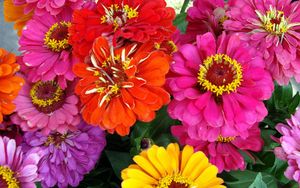 Preview wallpaper zinnias, flowers, bright, close-up