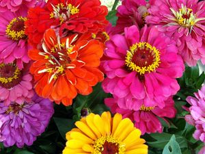 Preview wallpaper zinnias, flowers, bright, close-up