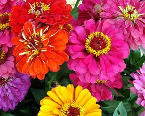 Preview wallpaper zinnias, flowers, bright, close-up