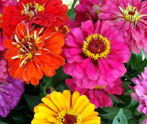 Preview wallpaper zinnias, flowers, bright, close-up