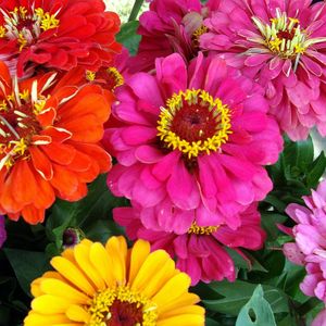 Preview wallpaper zinnias, flowers, bright, close-up