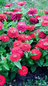 Preview wallpaper zinnias, flowers, colorful, flowerbed, green