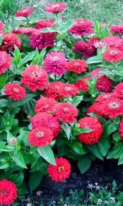 Preview wallpaper zinnias, flowers, colorful, flowerbed, green