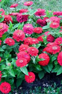 Preview wallpaper zinnias, flowers, colorful, flowerbed, green