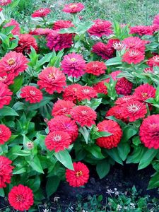 Preview wallpaper zinnias, flowers, colorful, flowerbed, green