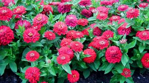 Preview wallpaper zinnias, flowers, colorful, flowerbed, green