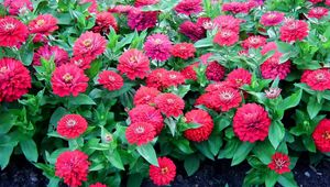 Preview wallpaper zinnias, flowers, colorful, flowerbed, green