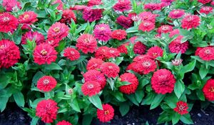 Preview wallpaper zinnias, flowers, colorful, flowerbed, green