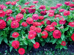 Preview wallpaper zinnias, flowers, colorful, flowerbed, green