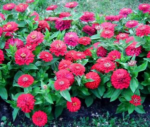 Preview wallpaper zinnias, flowers, colorful, flowerbed, green